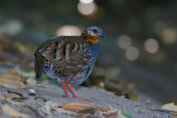 Rufous-throated Partridge — Stock Photo, Image