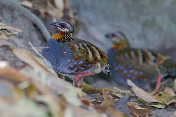 Куропатва rufous серпокрилець — стокове фото