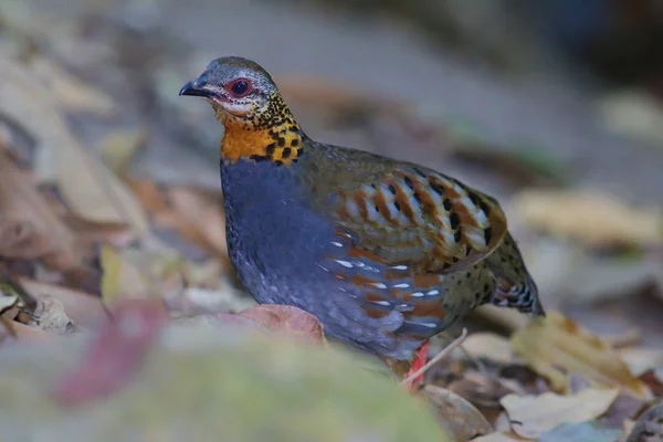 Partridge Rufous-throated — Stok Foto