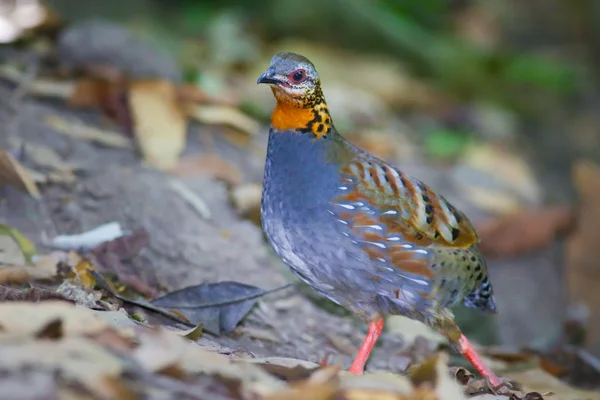 Rufous のどのヤマウズラ — ストック写真