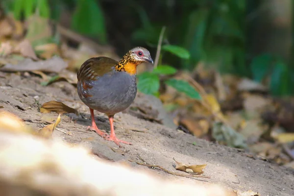 Rufous のどのヤマウズラ — ストック写真