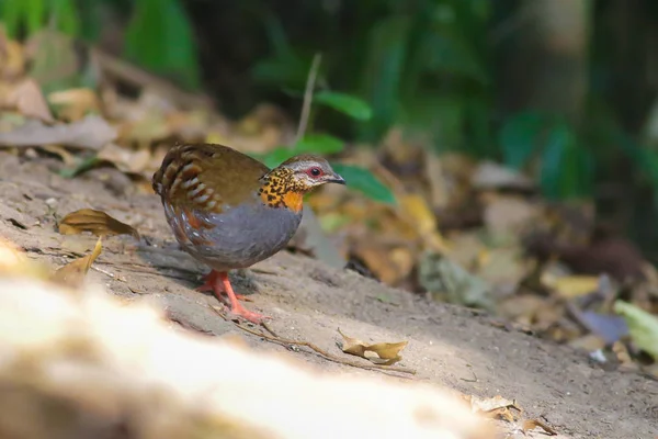 Rufous のどのヤマウズラ — ストック写真