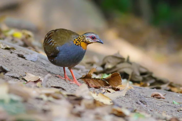 Perdiz de garganta rufa —  Fotos de Stock