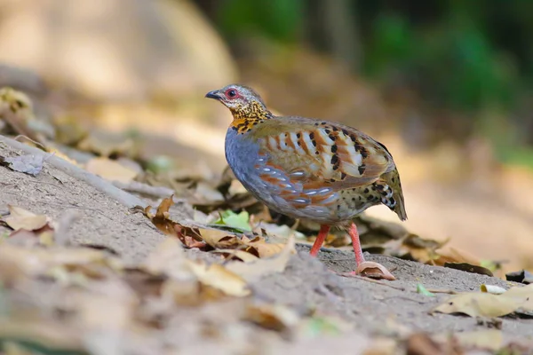 Rufous のどのヤマウズラ — ストック写真