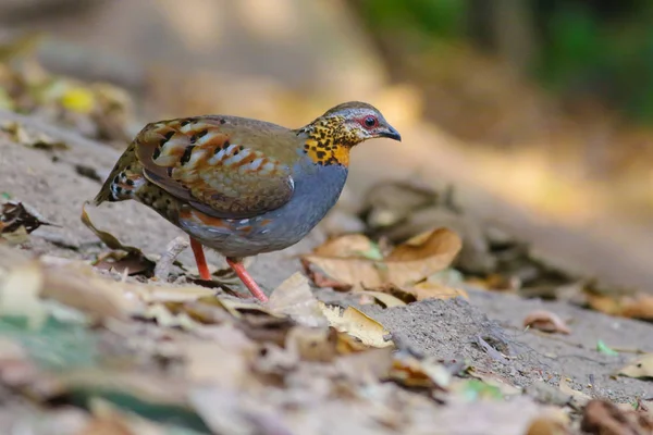 Rufous のどのヤマウズラ — ストック写真