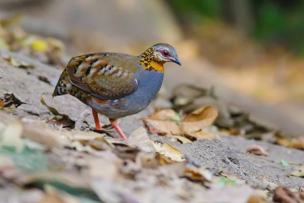 Rufous のどのヤマウズラ — ストック写真