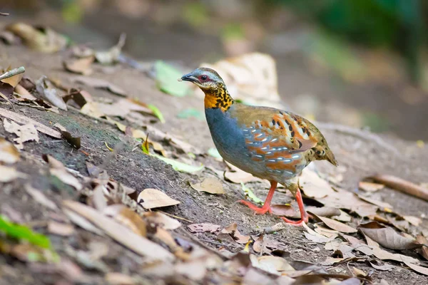 Rufous のどのヤマウズラ — ストック写真