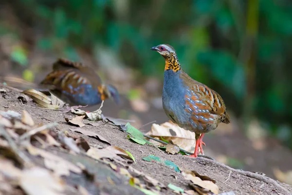 Rufous のどのヤマウズラ — ストック写真