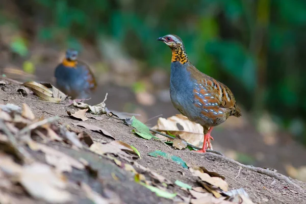 Rufous のどのヤマウズラ — ストック写真