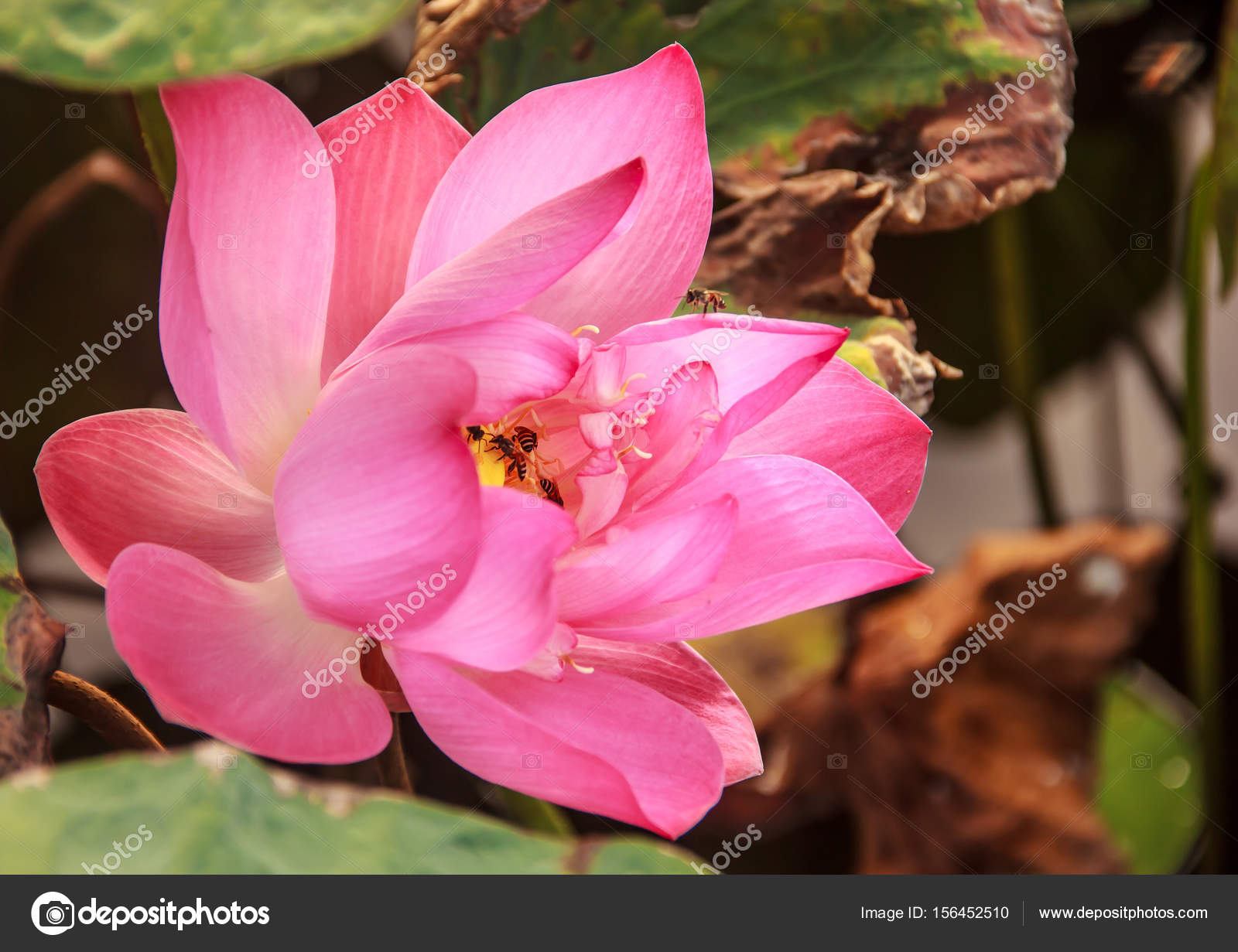 Fleur De Nénuphar Ou Fleur De Lotus Avec Abeille à L