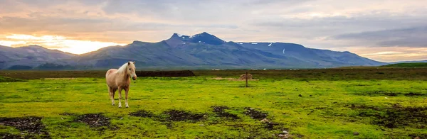 Vista panorámica de un hermoso caballo marrón claro en el paisaje agrícola en el crepúsculo con la cordillera como fondo —  Fotos de Stock