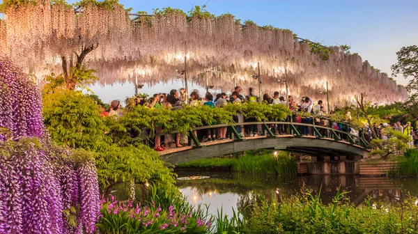 Tourists take pictures on the white wisteria trellis bridge at dusk at Ashikaga Flower Park, Tochigi, Japan, Asia — Stock Photo, Image