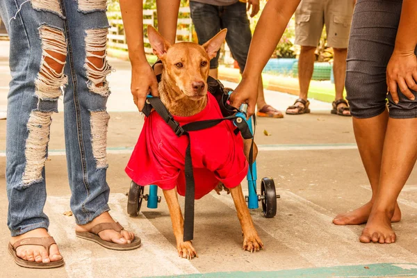 Hind-legged perro discapacitado duda en comenzar su primera carrera después de recibir la silla de ruedas del perro . — Foto de Stock