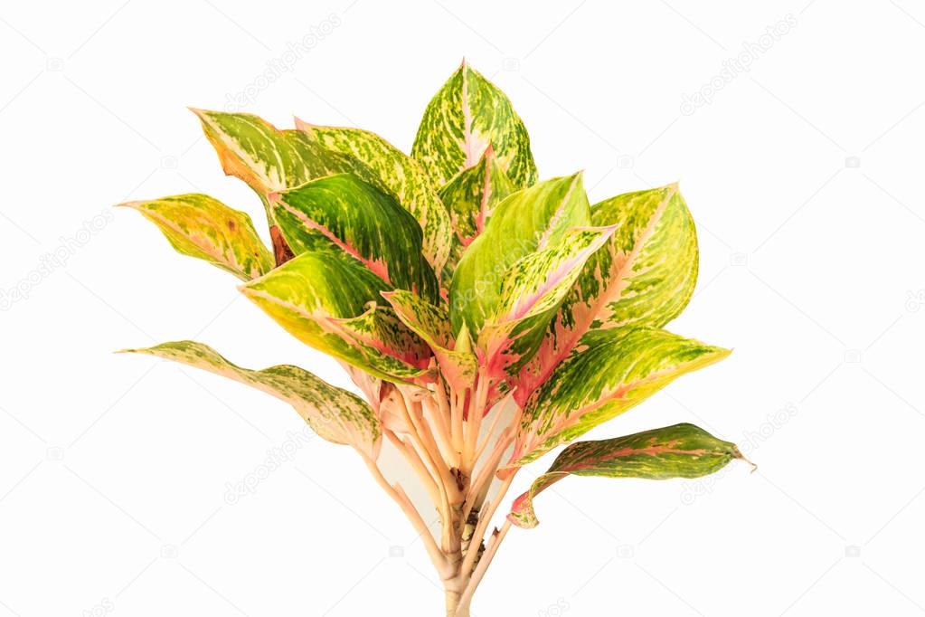 Colorful Aglaonema or Chinese Evergreen isolated on white background.