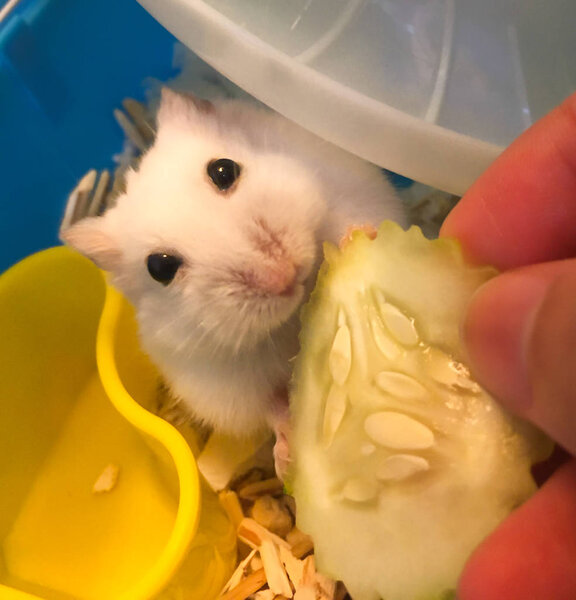 Cute Winter White Dwarf Hamster is being fed with cucumber. The Winter White Hamster, also known as the Winter White Dwarf,  the Djungarian or the Siberian Hamster.