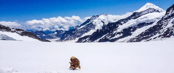 Pies gry z śniegu z przodu lodowca Aletsch, Jungfrau Region, Oberland Berneński, Szwajcaria — Zdjęcie stockowe
