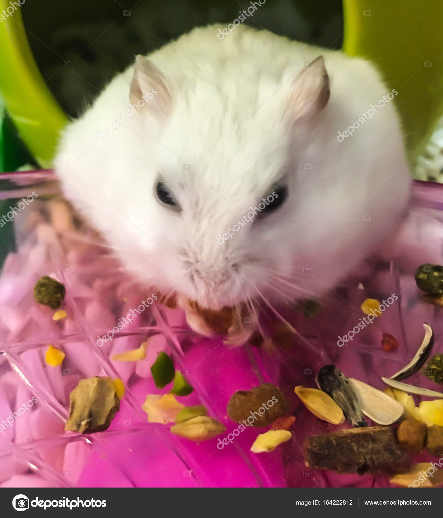 Cute Winter White Dwarf Hamster is being fed with grains. The Winter