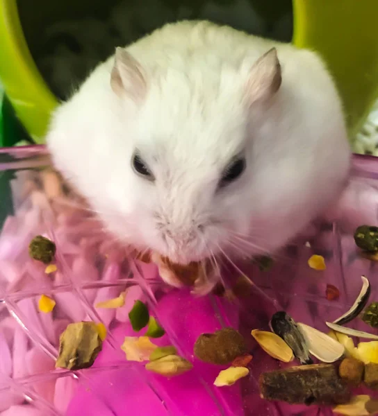 Cute Winter White Dwarf Hamster is being fed with grains. The Winter White Hamster, also known as the Winter White Dwarf, Djungarian or the Siberian Hamster. — Stock Photo, Image