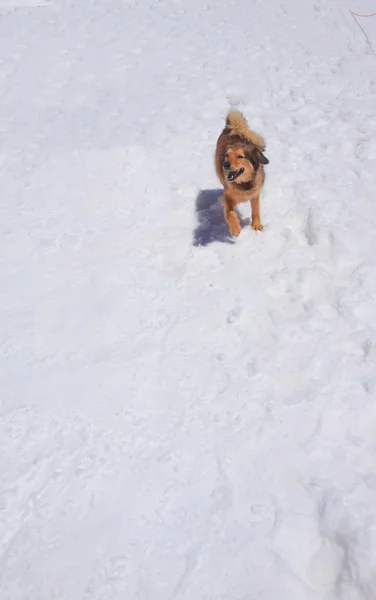Een leuke bruine hond op zoek terug te wachten voor de eigenaar om te mountain trail wandelen — Stockfoto