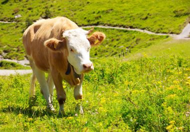 Kırsal alanda çim çayır alanındaki aylak aylak bir öküz