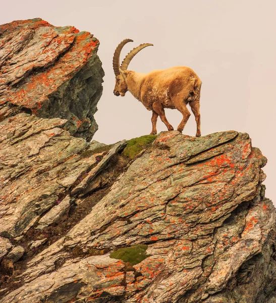 Bir dağ keçisi (capra caucasica) Uçurumdaki Gornergrat dağ, Zermatt, İsviçre