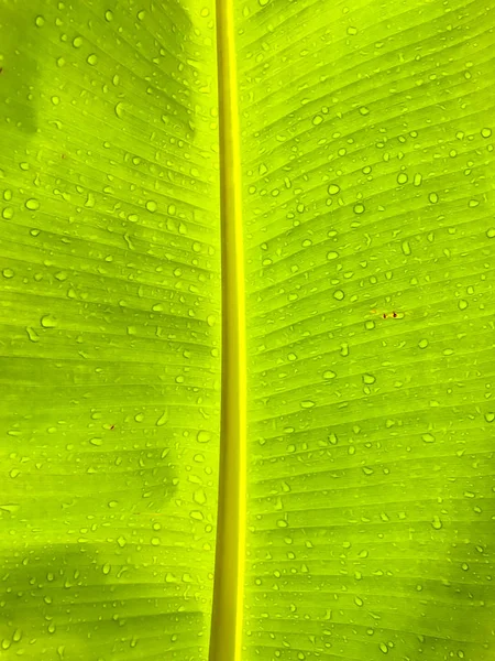 Closeup Green Banana leaf shade with raindrop, background