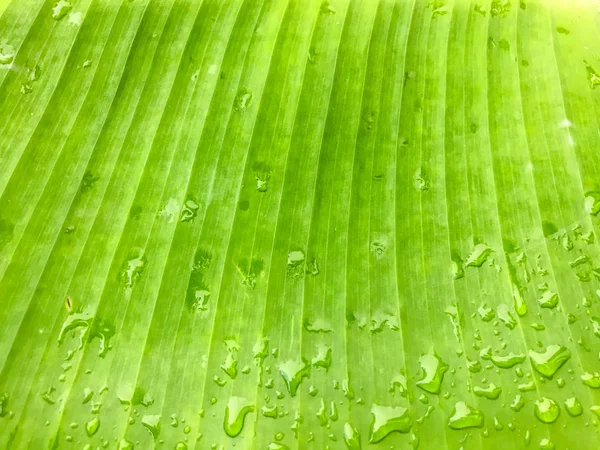 Closeup Green Banana leaf shade with raindrop, background
