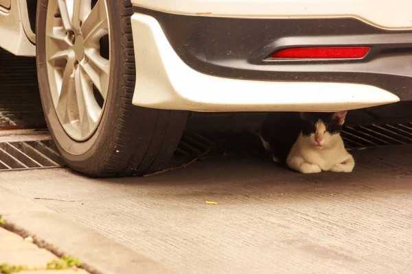 Negro y blanco gato siesta en el suelo bajo un coche en el día . —  Fotos de Stock