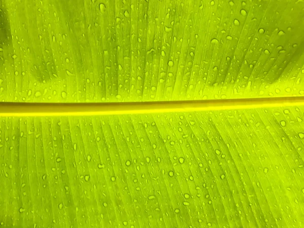 Closeup groene bananen blad schaduw met regendruppel, achtergrond — Stockfoto