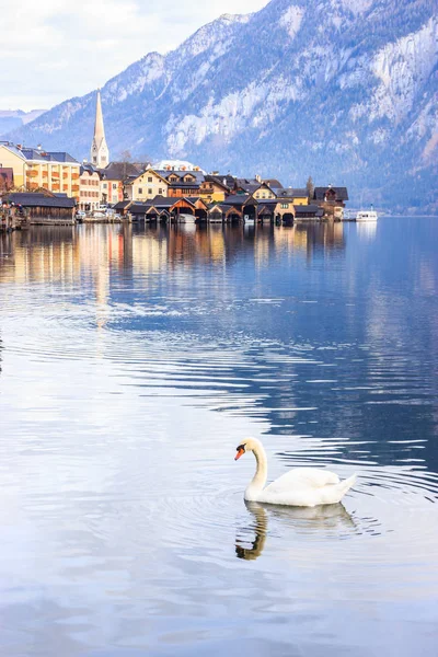 Wunderschöner Blick auf einen weißen Schwan vor dem Hintergrund des Hallstatter Bergdorfes am Hallstattersee, hallstatt, Österreich, Europa. — Stockfoto