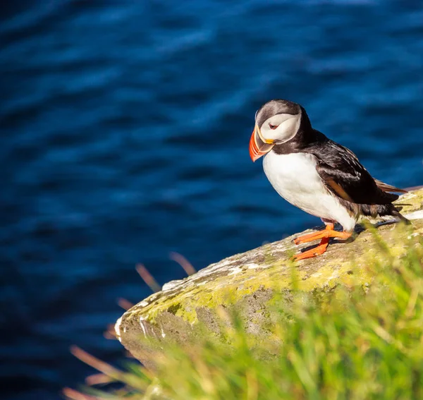 Oiseau macareux marchant sur la falaise rocheuse par une journée ensoleillée au Latrabjarg, Islande, Europe . — Photo