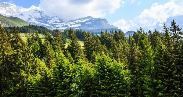 Bela vista relaxante do dia de verão de pinhal natural com Alpes europeus como pano de fundo . — Fotografia de Stock