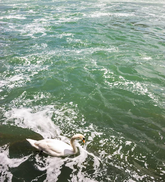 Cisne branco bonito flutuando no fundo do rio . — Fotografia de Stock