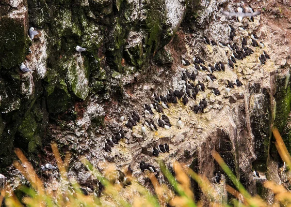Avistamiento de aves Verano Actividades al aire libre en Latrabjarg Bird Cliff, Westfjords, Islandia, Europa. Los acantilados de 440 metros de altura son el hogar de aves como frailecillos, francotiradores, navajas y gaviotas . — Foto de Stock