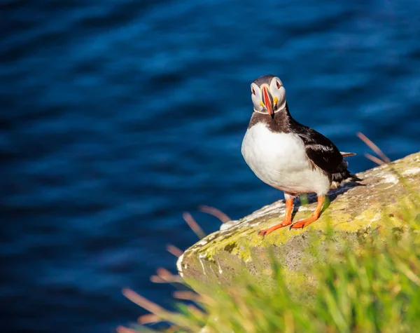 바위 절벽, Latrabjarg, 아이슬란드, 유럽에서 맑은 날에 카메라에 (게) 똑바로 얼굴에 아이슬란드어 Puffin 새 서. — 스톡 사진