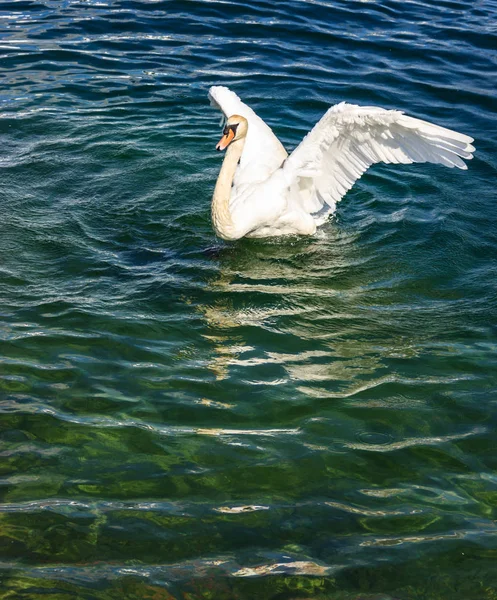 Vacker vit svan flaxar med vingarna i sjön bakgrunden. — Stockfoto