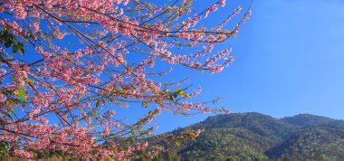Yabani Himalaya kiraz (Prunus cerasoides) ya da vişne çiçek dalları dağ ve mavi gökyüzü arka plan kopya alanı sağ ile.