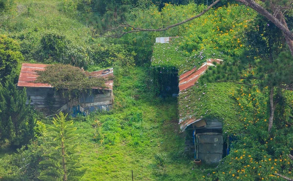 Traditional Natural Rural Life, Concept Zinc roofed, wooden house lives among the mother of nature. Green living climbing vine plants and flowers on the rooftop, grass lawn. Minimal Architecture Design, Style.