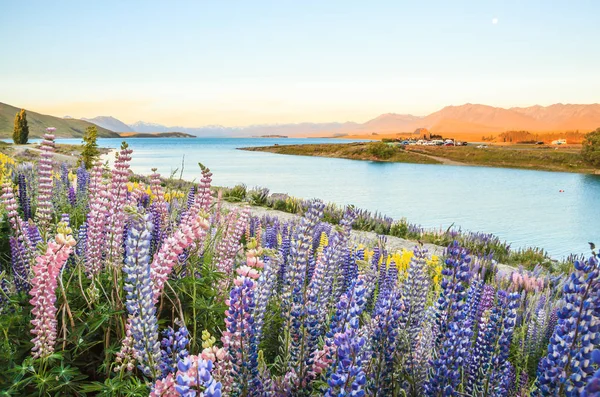 Lago Tekapo Paisaje Campo Flores Lupin Nueva Zelanda Varios Coloridas —  Fotos de Stock