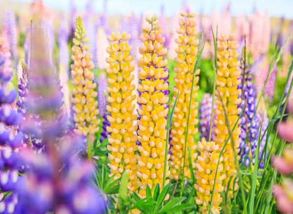 Вид на цветочное поле Лупин возле озера Тео Ландшафт, Новая Зеландия. Различные, красочные цветы Люпена в полном расцвете на фоне горных хребтов
.