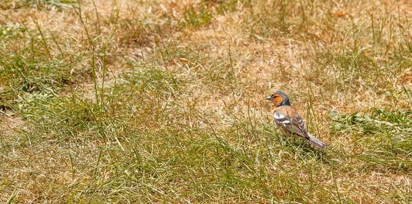 Pássaro Chaffinch Masculino Fringilla Coelebs Linnaeus Campo Grama Verão Com — Fotografia de Stock