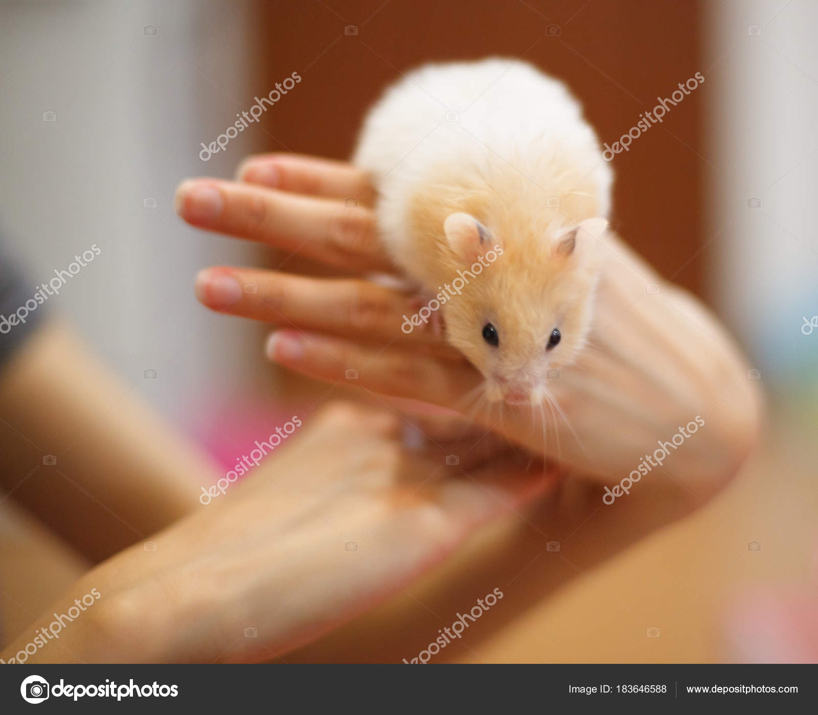 Orange and sales white hamster