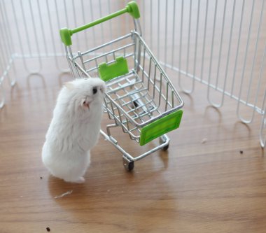Bir şirin kış Beyaz cüce Hamster alışveriş sepeti boş minyatür üstünde evde beslenen hayvan yiyecek arıyor. Kış beyaz Hamster da kış Beyaz cüce, Djungarian veya Siberian Hamster denir.