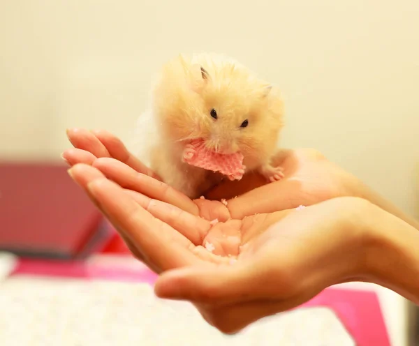 Vorderseite Des Niedlichen Orangefarbenen Und Weißen Syrischen Oder Goldenen Hamsters — Stockfoto