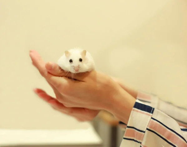 Leuke Winter Witte Dwerg Hamster Eten Walnoot Eigenaar Handen Winter — Stockfoto