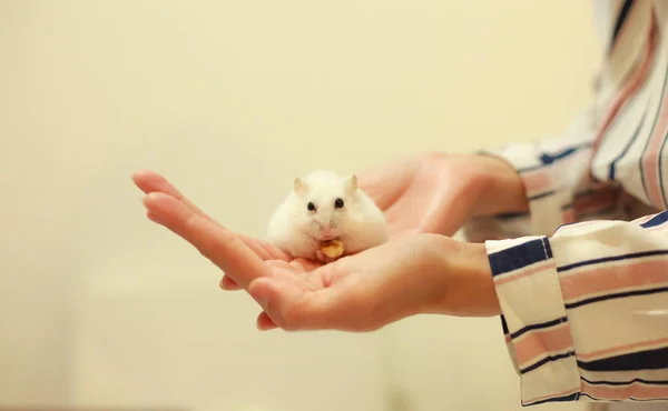 Şirin Kış Beyaz Cüce Hamster Sahibinin Ellerinde Ceviz Yeme Kış — Stok fotoğraf