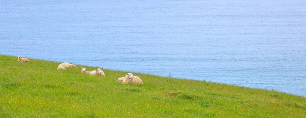 Dierlijke Wilde Dieren Het Wild Concept Kudde Schapen Lammeren Rustig — Stockfoto