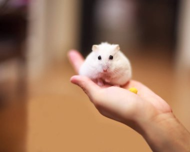 Şirin kış Beyaz cüce Hamster sahibi el üstünde evde beslenen hayvan yiyecek ile besleniyor. Kış beyaz Hamster da kış Beyaz cüce, Djungarian veya Siberian Hamster denir.