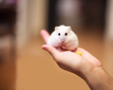 Cute Winter White Dwarf Hamster on the owner hand is being fed with pet food. The Winter White Hamster is also known as the Winter White Dwarf, the Djungarian or the Siberian Hamster. clipart