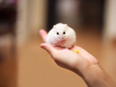 Şirin kış Beyaz cüce Hamster sahibi el üstünde evde beslenen hayvan yiyecek ile besleniyor. Kış beyaz Hamster da kış Beyaz cüce, Djungarian veya Siberian Hamster denir.